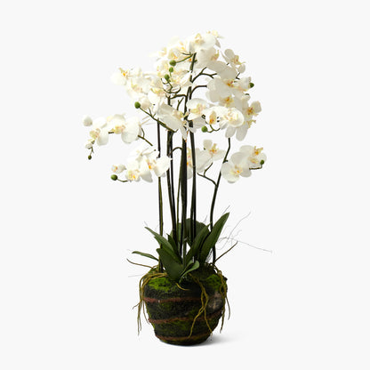 Faux Orchid in Soil - 110cm