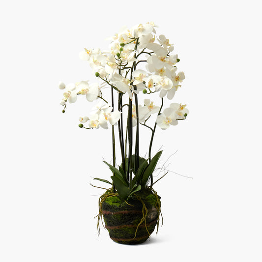 Faux Orchid in Soil - 110cm