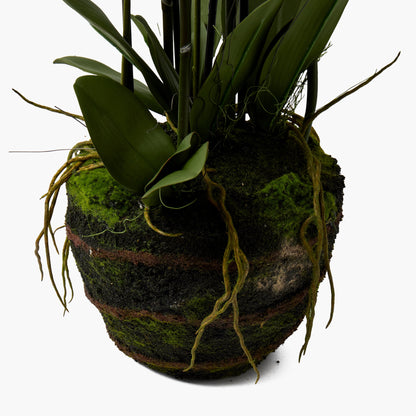 Faux Orchid in Soil - 110cm